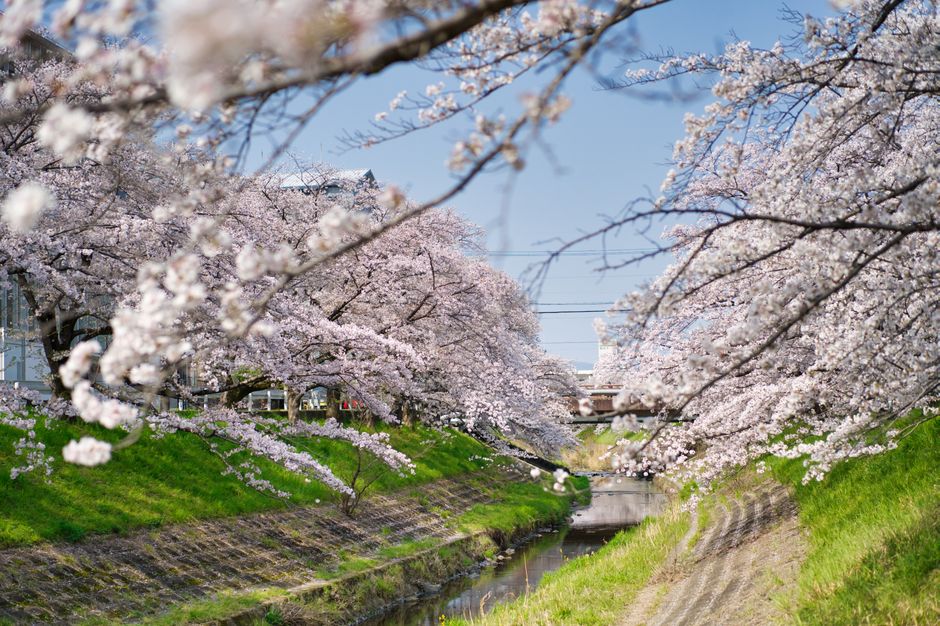 Spring in Korea: Cherry Blossom Symbolism, Regional Timing and Viewing Customs